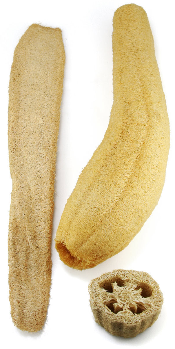 Luffa Sponge