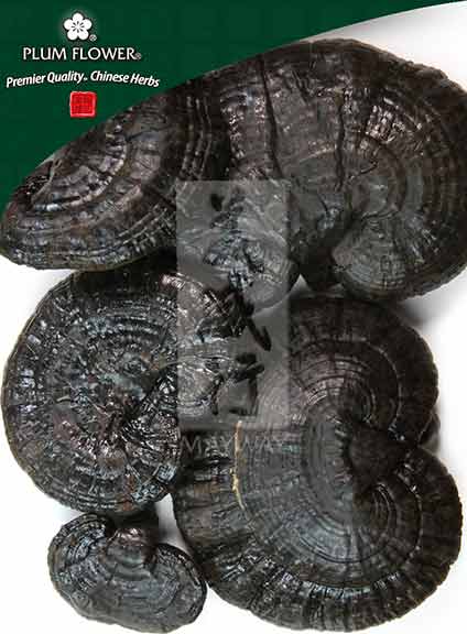 Plum Flower™️ Ling Zhi (hei), unsulfured