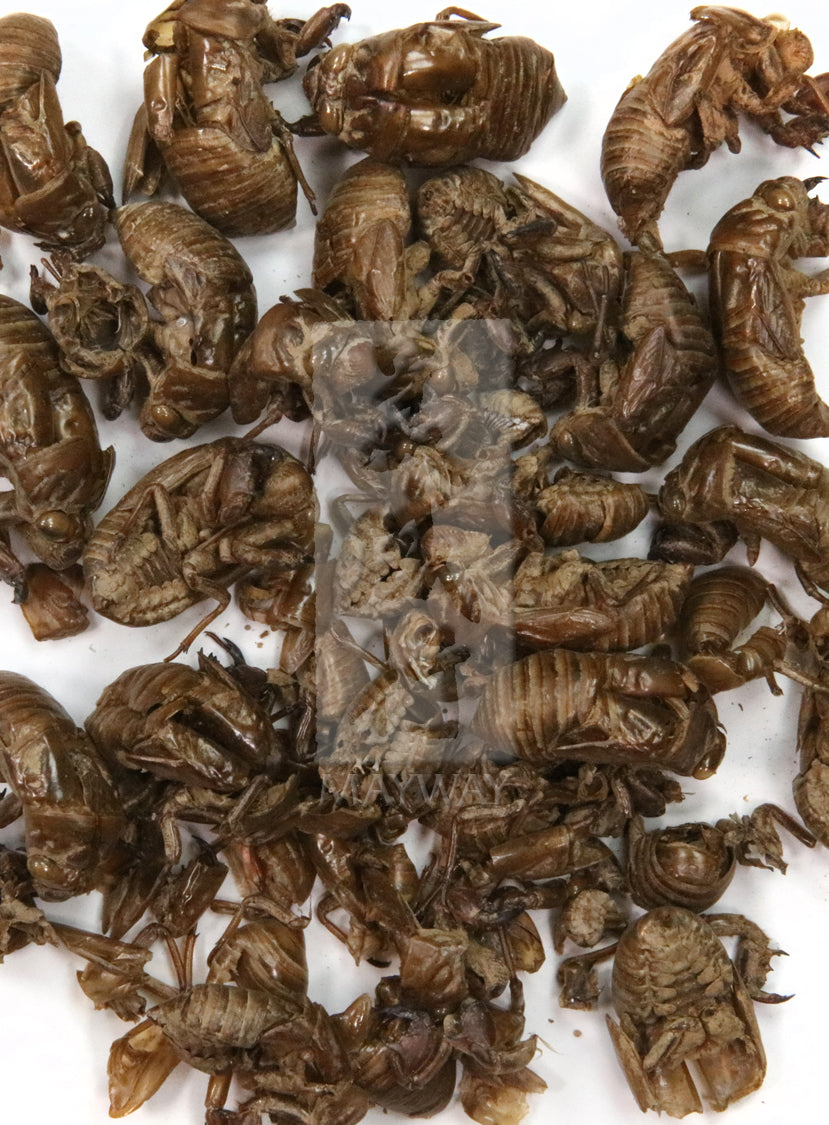 Plum Flower™️ Chan Tui, unsulfured