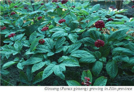 Changes in Herbal Medicines  from Ancient Times to the Present