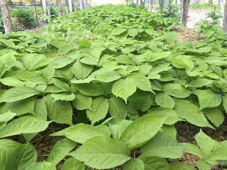 Our Quest for Organic Chinese Medicinal Herbs