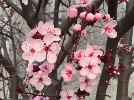 Mayway Chinese New Year Open House 2019