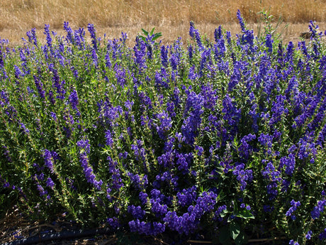 A Growing Conversation for  Domestic Production 2016