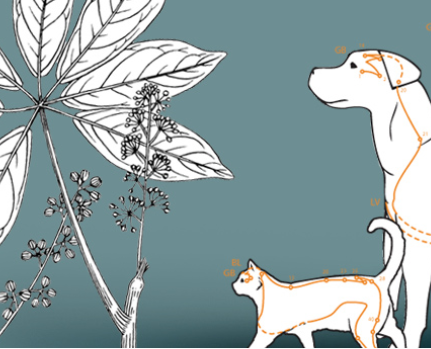 Qi Ye Lian and Oxalic Acid