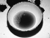 The Suffering of Bears Part II: Promoting the Humane Alternatives to Bile