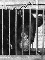 The Suffering on Bear Bile Farms