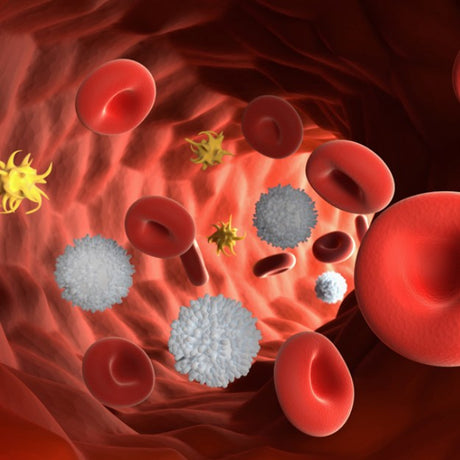Exploring Blood and Immunity in TCM