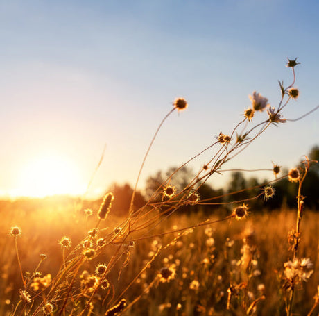 image of dried crop with sunshine behind it