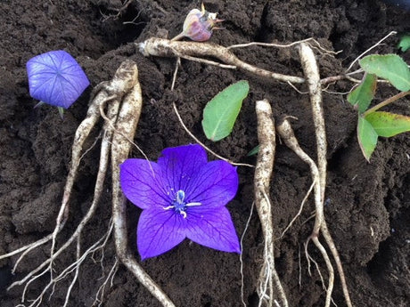 Chinese Herb Farming in the Pacific Northwest