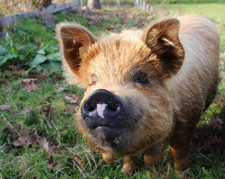 Year of the Earth Pig: Health Predictions for the TCM Clinic