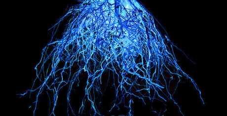 Cordyceps Cs-4: A Sustainable Alternative