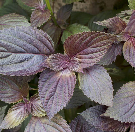 Herb Story: Zi Su Ye (Perilla Leaf)