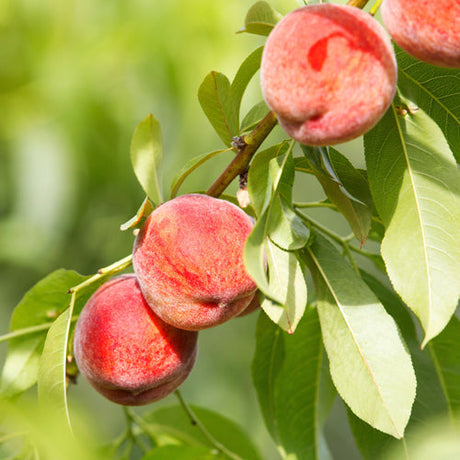 Hypothesis on the Purpose  of Domestication of  Prunus  persica  Dated to 8,000 BP  (Before Present) at Kuahuqiao,  Zhejiang Province