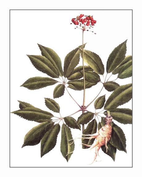 San Qi: The Other Ginseng