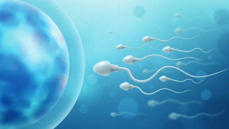 Treating Blood & Jing in Male Fertility