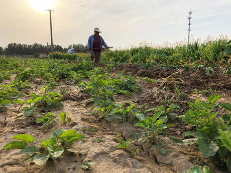 Herb Trade Supply Chain Update October 2025