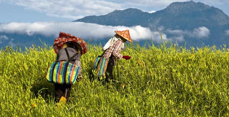 Sustainability of Chinese Herbal Medicine