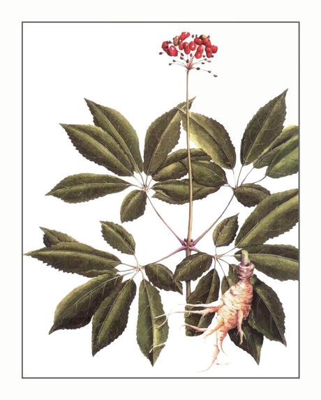 Tian Qi Herb Story