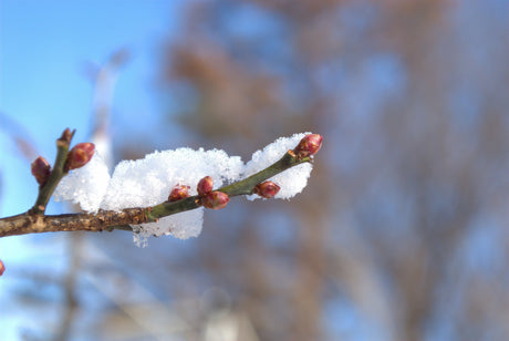 Lichun (Beginning of Spring): Clinical Reflections on Seasonal Transition