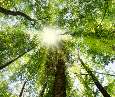 TCM in Palliative and End of Life Care