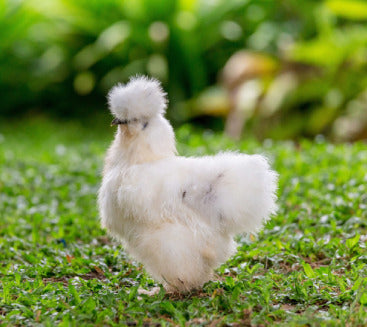 Legend of the White Phoenix