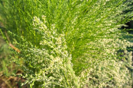 artemisia chinese herb