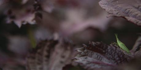 Organic Herbs