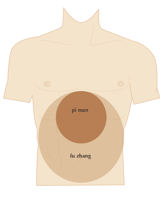 Drawing of abdomen
