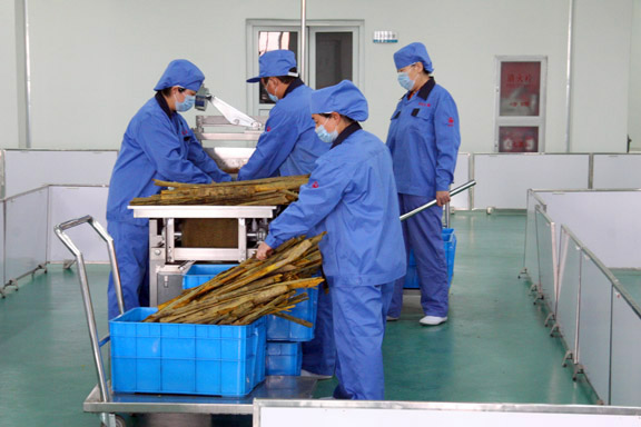 photo of workers cutting the herb huang bai