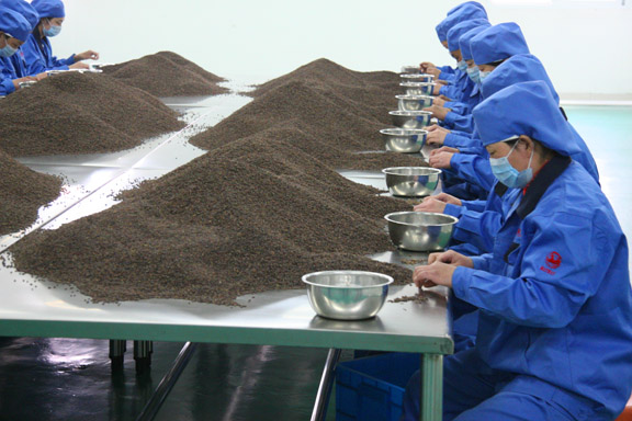 photo of workers hand picking through herbs