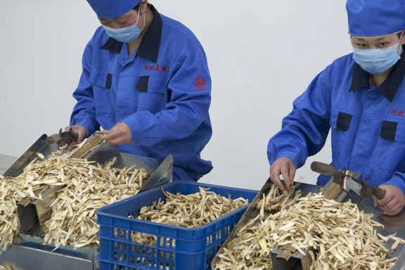 photo of workers hand slicing chinese herbs