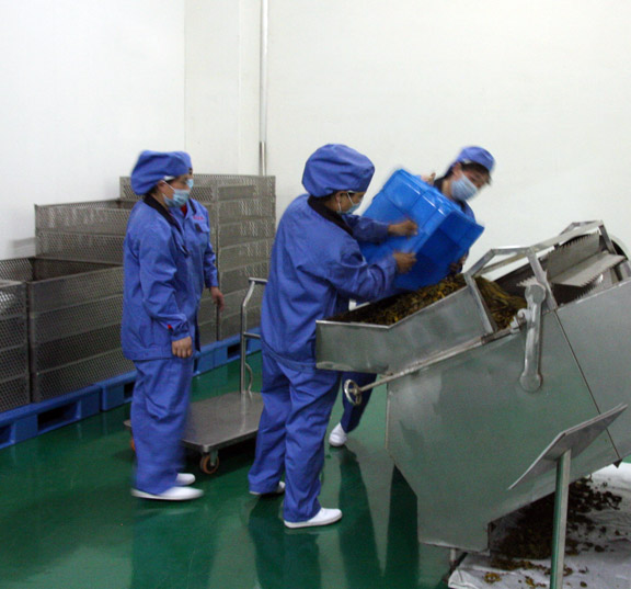 photo of workers pouring herbs onto dryer