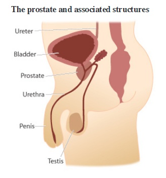 Stagnant prostatitis aki gyógyított