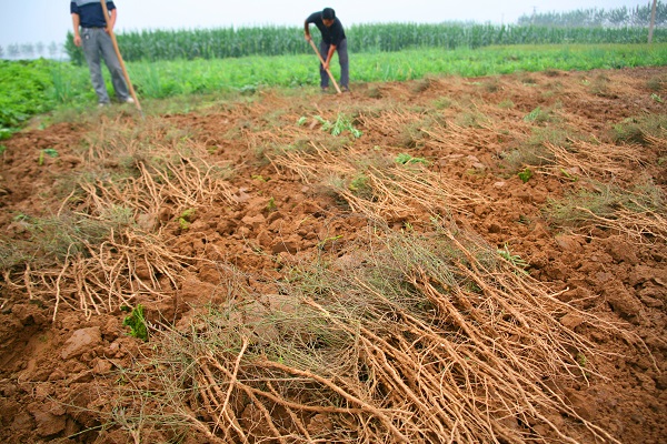 photo of farmers working the soil for a chinese herbal medicine farm