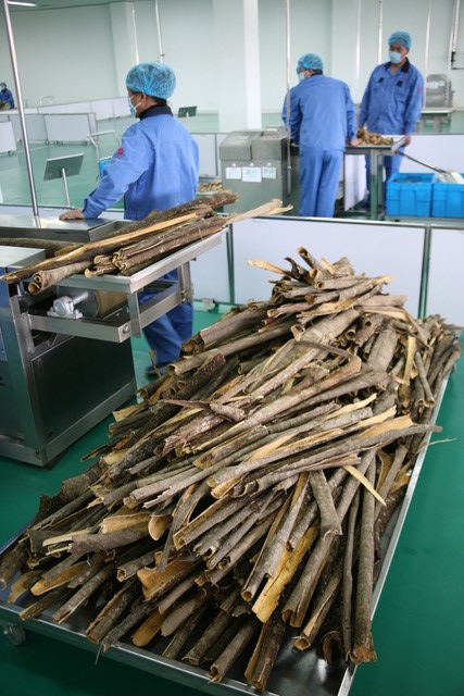 photo of long bark looking herbs being processed in a facility