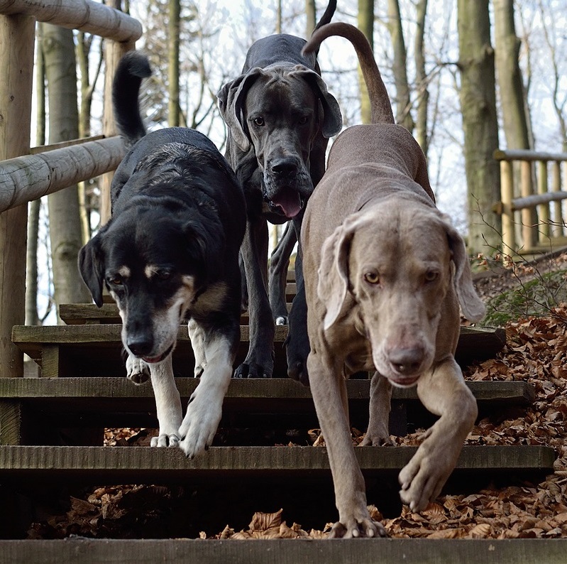 photo of 3 dogs walking down some stairs