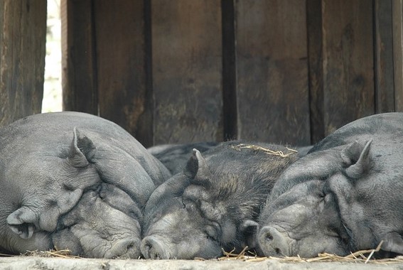 2019 relaxed calm pigs