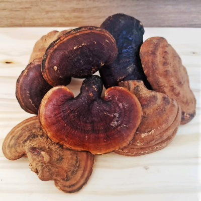 Reishi Mushrooms Ling Zhi
