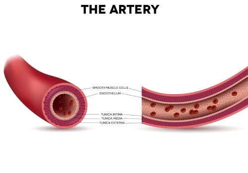 Photo of healthy artery