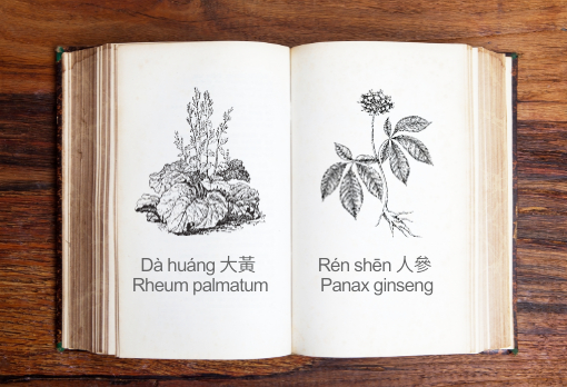graphic of an open book showing 2 herbs ren shen and da huang