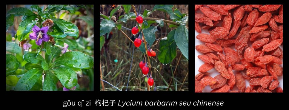 photo of the chinese medicinal herb gou qi zi