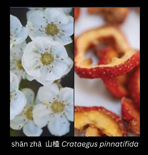 photo of the chinese medicinal herb shan zha