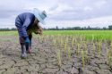 Photo of a woman leaning over crops in dry cracked earth