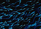 Image of swimming sperm