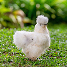 Photo of White Chicken